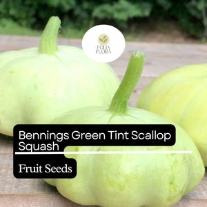 15 Seeds Bennings Green Tint Scallop Squash (Cucurbita pepo) – Heirloom Pattypan Squash with Tender Flavor