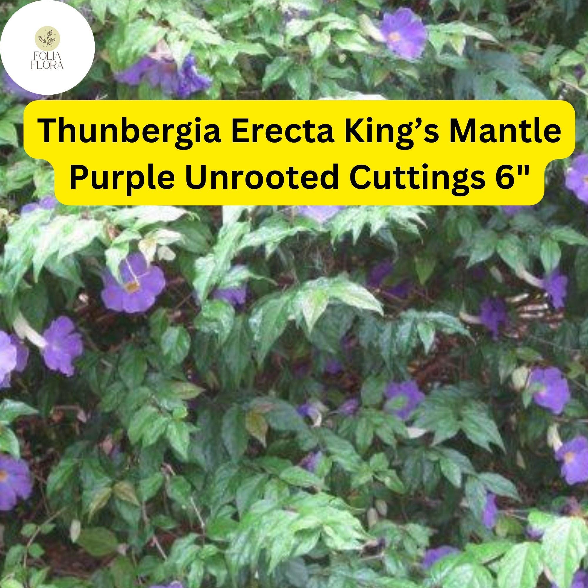 king's mantle from c lippings King's Mantle Cuttings