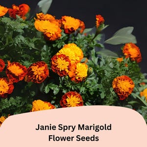 May include: Close-up of vibrant orange and yellow Janie Spry Marigold flowers with green foliage. The flowers have a layered petal design. The image includes the text "Janie Spry Marigold Flower Seeds".