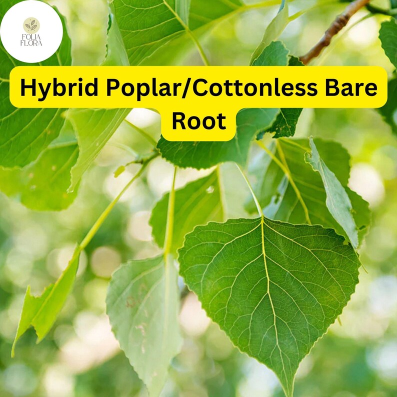 Live Hybrid Poplar Tree, Fast-growing Shade, Cottonless (2-3 Feet) - Etsy