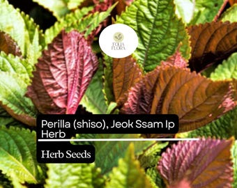Perilla Shiso Seeds | Red-Leaf Asian Herb, Korean Wraps (500mg)
