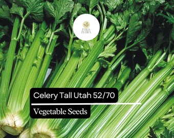 500 Seeds Celery Tall Utah 52/70 Apium graveolens | Crisp, Sweet Heirloom Variety for Gardens & Containers