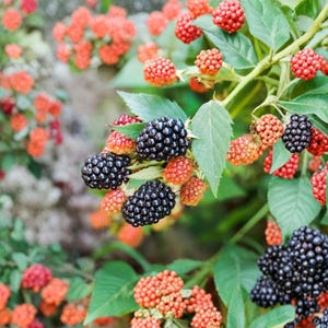 May include: A blackberry bush featuring clusters of ripe, dark black berries alongside numerous unripe, reddish-orange berries. The plant has green, serrated leaves and thin, woody stems, showing the fruit in various stages of development.