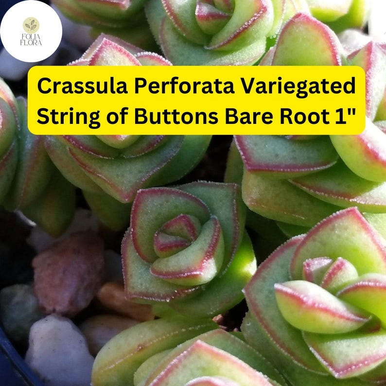 Variegated String of Buttons Succulent | Crassula Perforata, Trailing ...