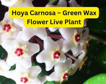 Hoya Carnosa Live Plant - Wax Flower, Easy-Care Houseplant