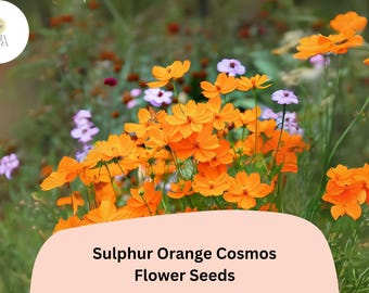 Sulphur Orange Cosmos Seeds | Vibrant Blooms for Pollinator Garden