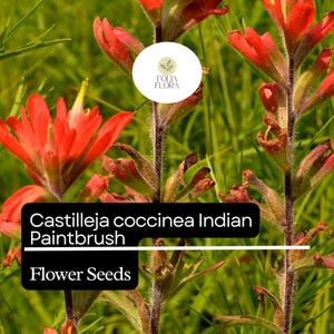 300 Seeds Indian Paintbrush Castilleja coccinea | Vibrant Wildflower, Native Perennial, Non-GMO, Ideal for Native Plant Gardens