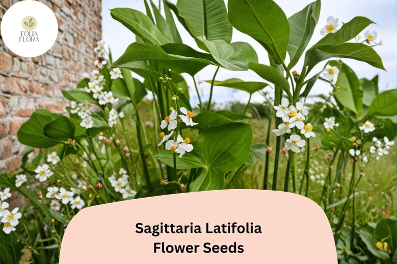 FoliaFlora Sagittaria Latifolia Seeds - Thumbnail 5