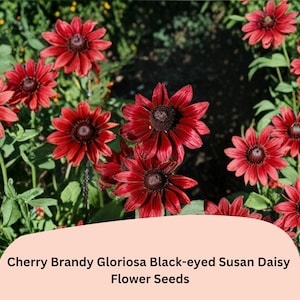 May include: A cluster of Cherry Brandy Gloriosa Black-eyed Susan daisies with deep red petals and dark brown centers. The flowers are surrounded by green foliage. The image includes the text "Cherry Brandy Gloriosa Black-eyed Susan Daisy Flower Seeds."