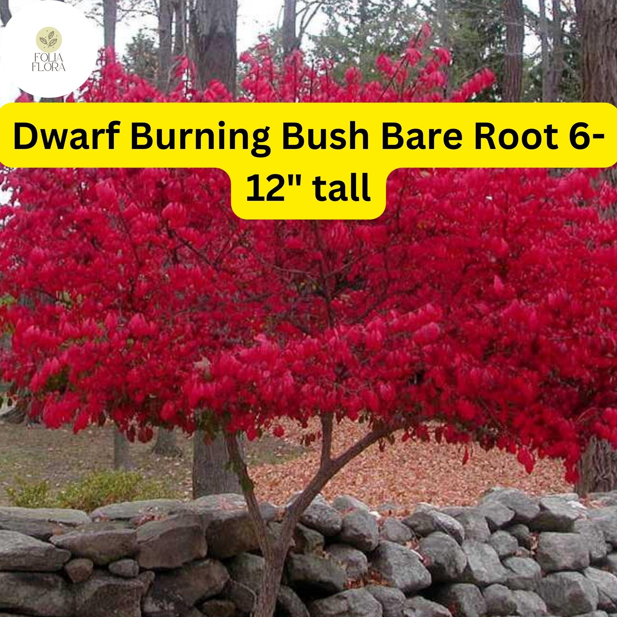 1 Dwarf Burning Bush Bare Root (euonymus Alatus) – Hardy Shrub for ...