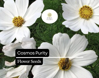 Purity Cosmos Flower Seeds | White Cosmos Bipinnatus