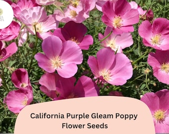 California Purple Gleam Poppy Seeds - Wildflower Garden Planting
