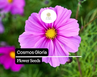 Cosmos Gloria Flower Seeds – Bright Pink Blooms, Pollinator-Friendly