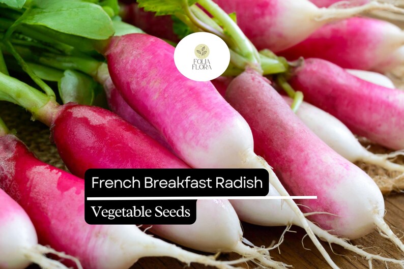 FoliaFlora French Breakfast Radish Seeds - Thumbnail 3