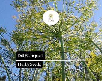 500 Seeds Bouquet Dill, Anethum graveolens, Aromatic Herb for Culinary and Garden Use