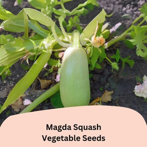 25+ Magda Squash Seeds for Planting | Pale Green Cousa-Type Summer Squash | Early Harvest Heirloom Garden Seeds