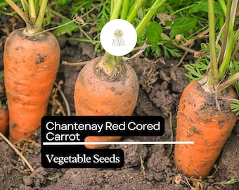 Chantenay Carrot Seeds | Heirloom Vegetable Garden