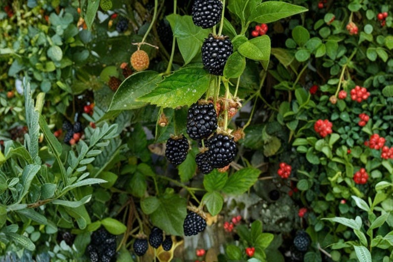May include: A cluster of ripe, dark purple blackberries hanging from a green vine with serrated leaves. Interspersed among the blackberries are small, round, bright red berries and a single light orange, unripe berry on the leafy plant.