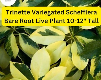 1 Schefflera arboricola 'Trinette' - Variegated Umbrella Tree Bare Root Live Plant 10-12" Tall - Easy-Care Houseplant