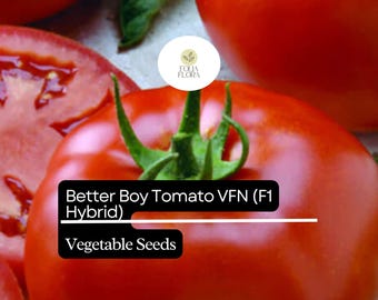 10 Seeds Better Boy Tomato VFN, Solanum Lycopersicum, High-Yield Hybrid Variety