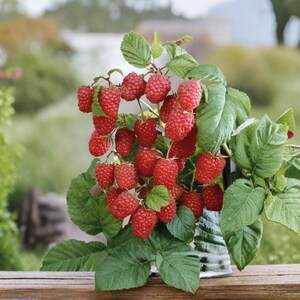 May include: A cluster of ripe, bright red raspberries attached to green stems with textured, serrated leaves. The berries are round with a bumpy surface texture, clustered together in a dense bunch, showing various stages of ripeness and size.