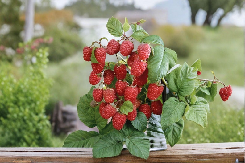 May include: A cluster of ripe, bright red raspberries attached to green stems with textured, serrated leaves. The berries are round with a bumpy surface texture, clustered together in a dense bunch, showing various stages of ripeness and size.