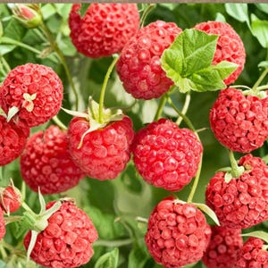May include: A cluster of vibrant red raspberries hanging from green stems with small green leaves. Each raspberry features a textured, bumpy surface characteristic of the fruit, with some berries showing small green calyxes at the base.