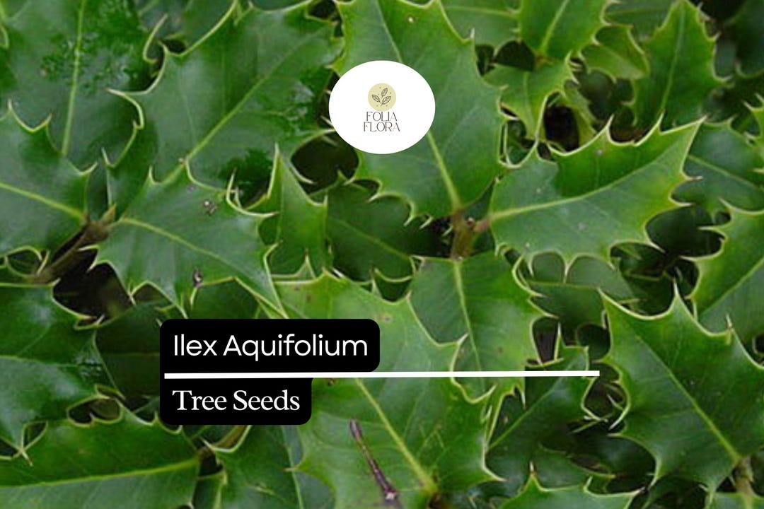 English Holly Hedging Plants - Ilex Aquifolium | Harrod Outdoors