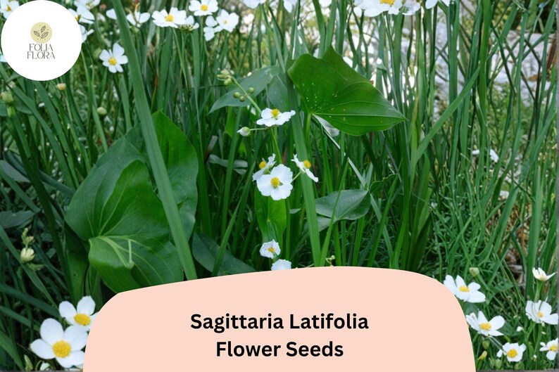 FoliaFlora Sagittaria Latifolia Seeds - Thumbnail 3