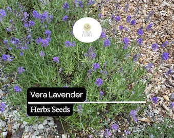 100mg Vera Lavender Seeds Lavandula angustifolia | Fragrant Herb, Heirloom, Non-GMO, Pollinator-Friendly, Perennial