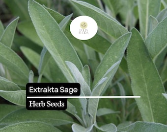 50 Seeds Extrakta Sage (Salvia officinalis) – Aromatic Culinary Herb for Cooking