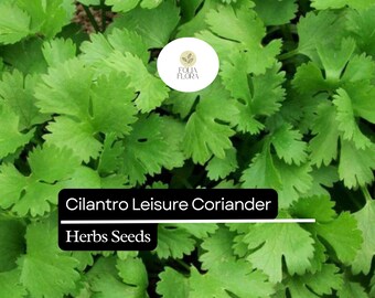 125 Seeds Leisure Cilantro, Coriandrum Sativum, Flavorful Herb for Cooking & Garnish