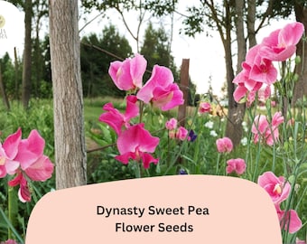 Dynasty Sweet Pea Seeds | Pink Lathyrus odoratus Tall Climbing Flower Vine (50+ Seeds)