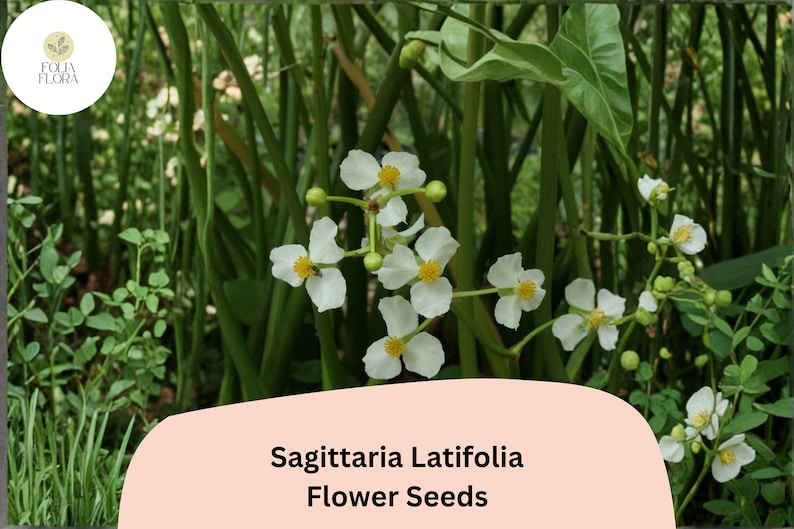 FoliaFlora Sagittaria Latifolia Seeds - Thumbnail 4