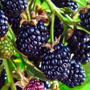 May include: A cluster of ripe blackberries on a green vine, featuring deep purple and black drupelets. The image includes several fully mature dark berries, one unripe green berry, one reddish berry, and bright green leaves on the stems.