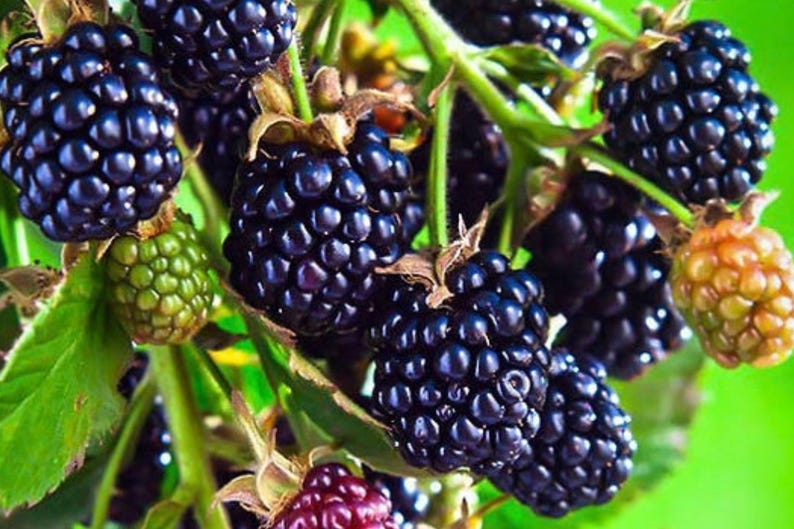 May include: A cluster of ripe blackberries on a green vine, featuring deep purple and black drupelets. The image includes several fully mature dark berries, one unripe green berry, one reddish berry, and bright green leaves on the stems.
