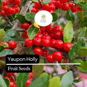 Puede incluir: Primer plano de una rama de acebo Yaupon con bayas rojas brillantes y hojas verdes. La imagen incluye el texto "Yaupon Holly Fruit Seeds" y un logotipo circular. Las bayas est&aacute;n agrupadas, con un peque&ntilde;o insecto visible.