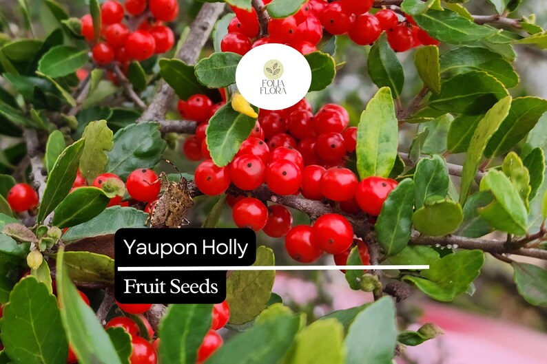 Puede incluir: Primer plano de una rama de acebo Yaupon con bayas rojas brillantes y hojas verdes. La imagen incluye el texto "Yaupon Holly Fruit Seeds" y un logotipo circular. Las bayas est&aacute;n agrupadas, con un peque&ntilde;o insecto visible.