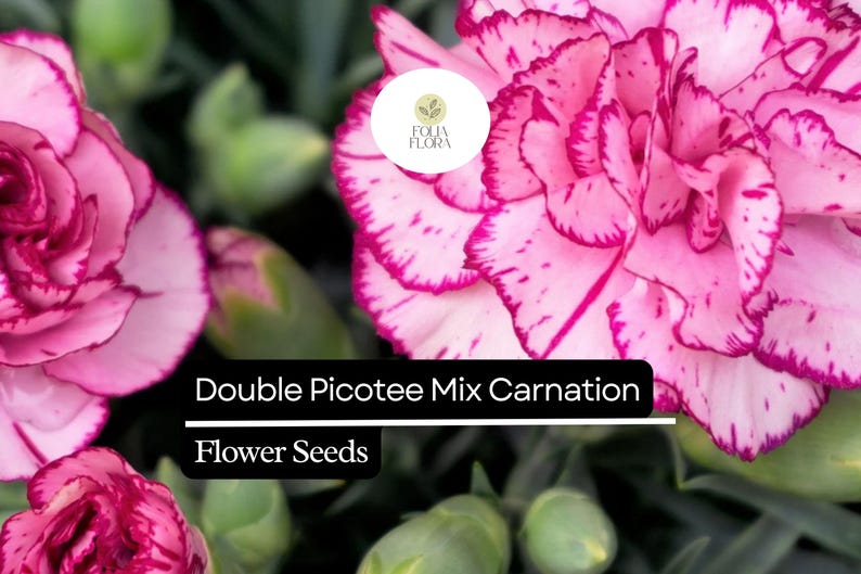 Double Picotee Mix Carnation (dianthus Caryophyllus) – Fragrant Blooms ...