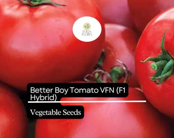 Better Boy Tomato Seeds | Hybrid, Large Red Fruit