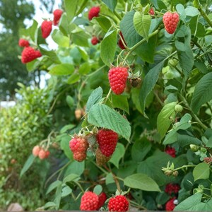 May include: A raspberry bush featuring numerous bright red, textured berries hanging from green stems. The plant has serrated, vibrant green leaves and several ripening fruits in various stages of development, showing a dense, leafy growth pattern.