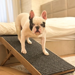 Op de afbeelding: Een witte en zwarte Franse bulldog staat op een houten dierenhelling met een zwart, getextureerd oppervlak. De helling is schuin en heeft een houten frame.