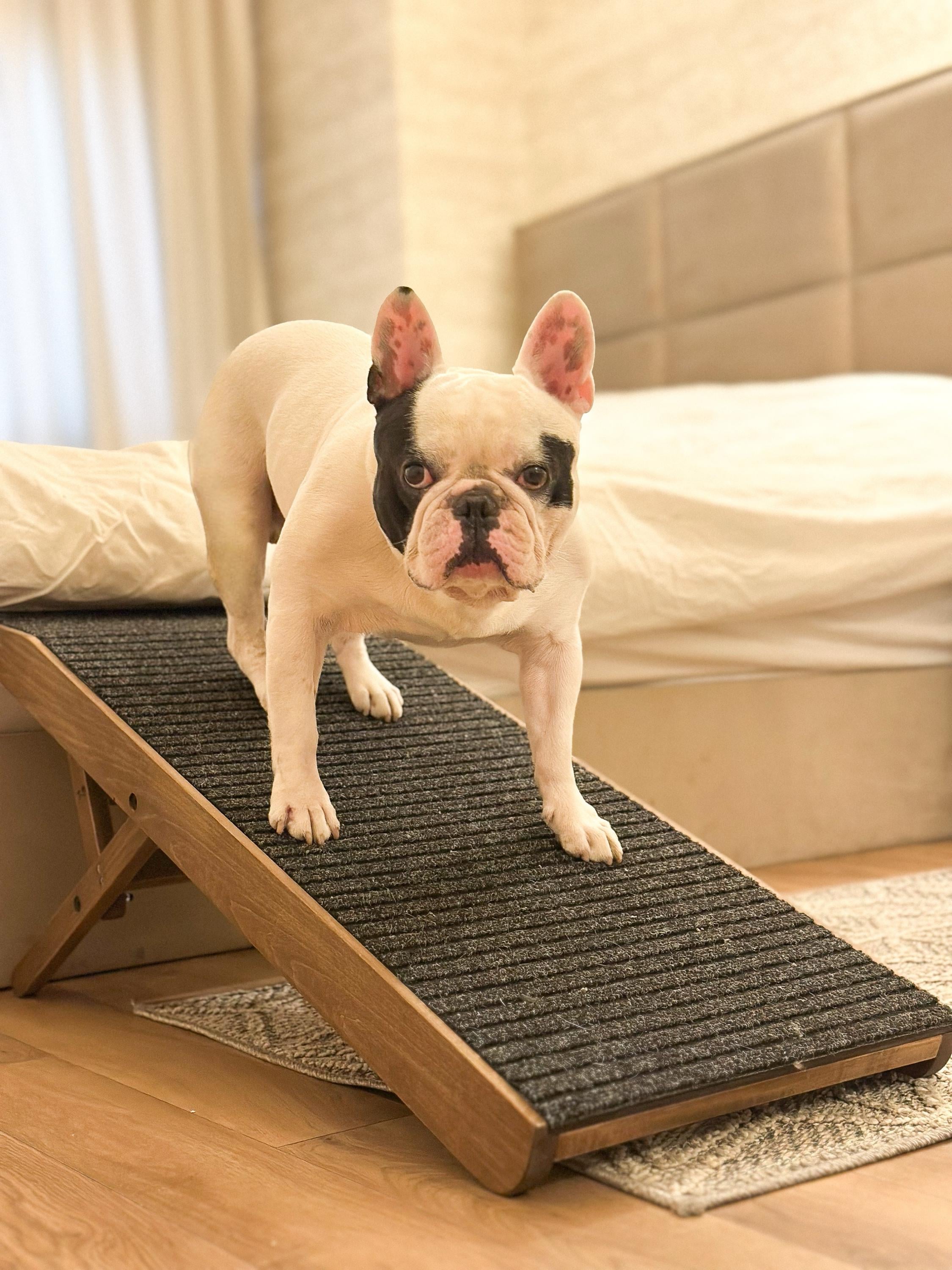 Dog ramp large - Etsy.de