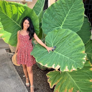 May include: A woman in a red floral print dress and sandals stands next to large green leaves. She holds a straw hat and sunglasses. The leaves are a vibrant green color.