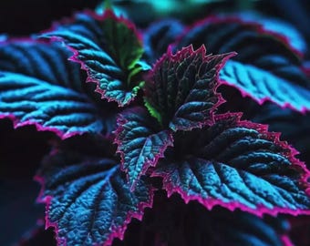 20 Rare Coleus Seeds  Blue Black Green Foliage | Shade Plant | Unique Garden Accent | Indoor Outdoor Easy Grow