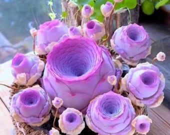 100 Mixed Succulent Seeds Peach Rose, Mountain Purple, Wine Glass Rose – Rare & Colorful