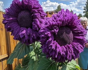 50 Rare Purple Giant Teddy Bear Sunflower Seeds – Heirloom, Pollinator Friendly, Easy Grow