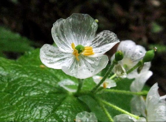 Skeleton Flower Seeds | Diphylleia Grayi | Crystal Rain Bloom | 10 Rare  Seeds - Etsy