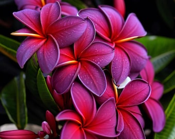 5 Black Purple Plumeria Rare Hawaiian Flower Seeds