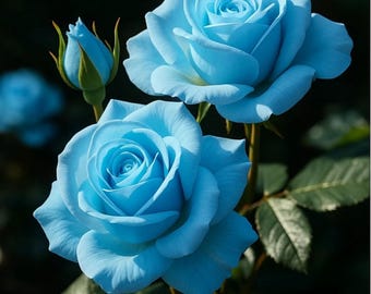 RARE Light Blue ROSE Flower Tree Bush( 3 .10, 20 or 30 Seeds(no